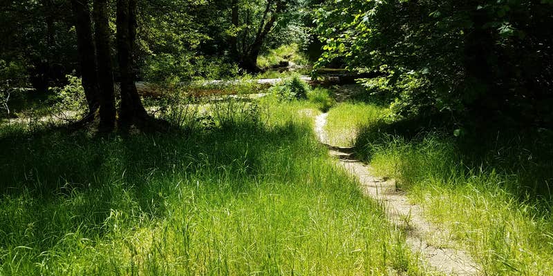 Camper submitted image from Elderberry Flats Campground