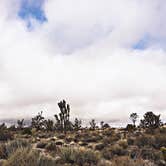 Review photo of Mojave Cross Dispersed — Mojave National Preserve by Chanel C., April 2, 2019