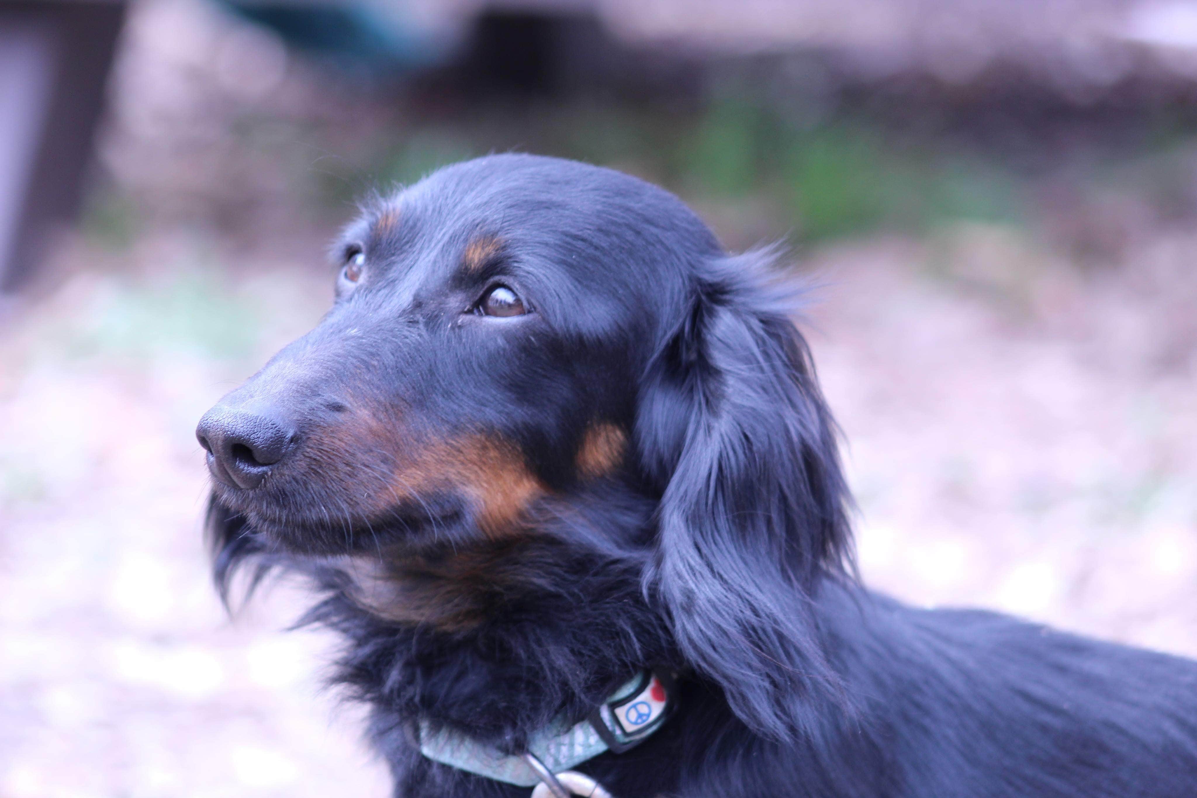 Samantha G.'s photo of camping with pets at Chickahominy Riverfront Park near Newport News, VA