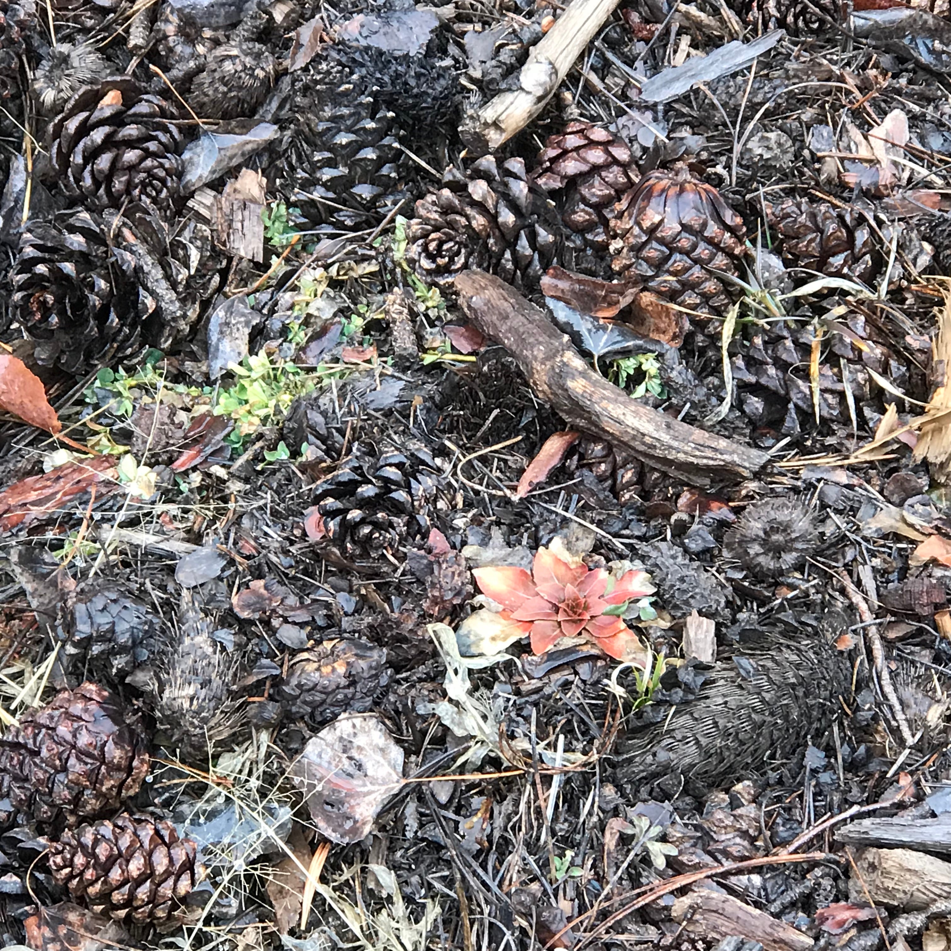 Pinecones and needs form an interesting floor in this area for you to enjoy on your hikes.   This also keeps many of the lower areas from getting muddy on trails.