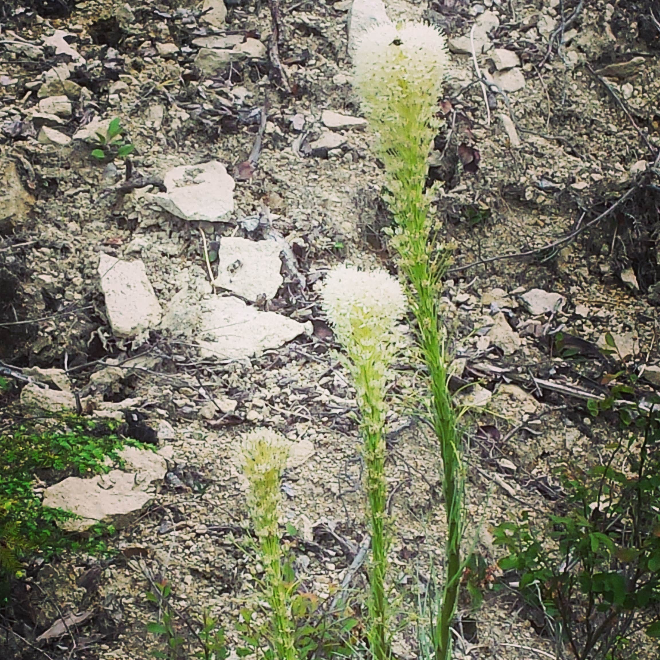 Camper-submitted photo at Apgar Campground — Glacier National Park in Montana