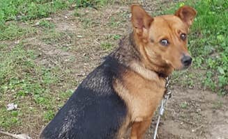 Tonya W.'s photo of camping with pets at Camp Nelson RV Park near Lexington, KY