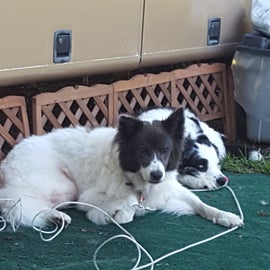 2 of our furbabies relaxing outside