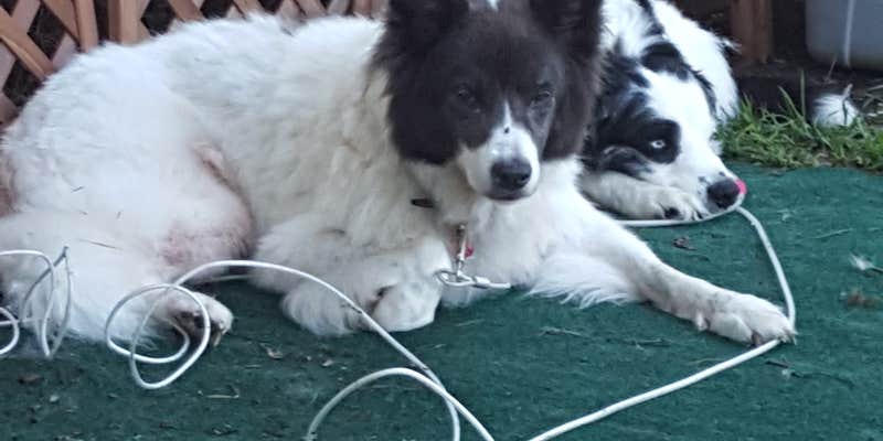 Camper submitted image from Camp Nelson RV Park