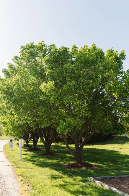 Camper-submitted photo at Cottonwoods RV Park & Campground near Hallsville, MO