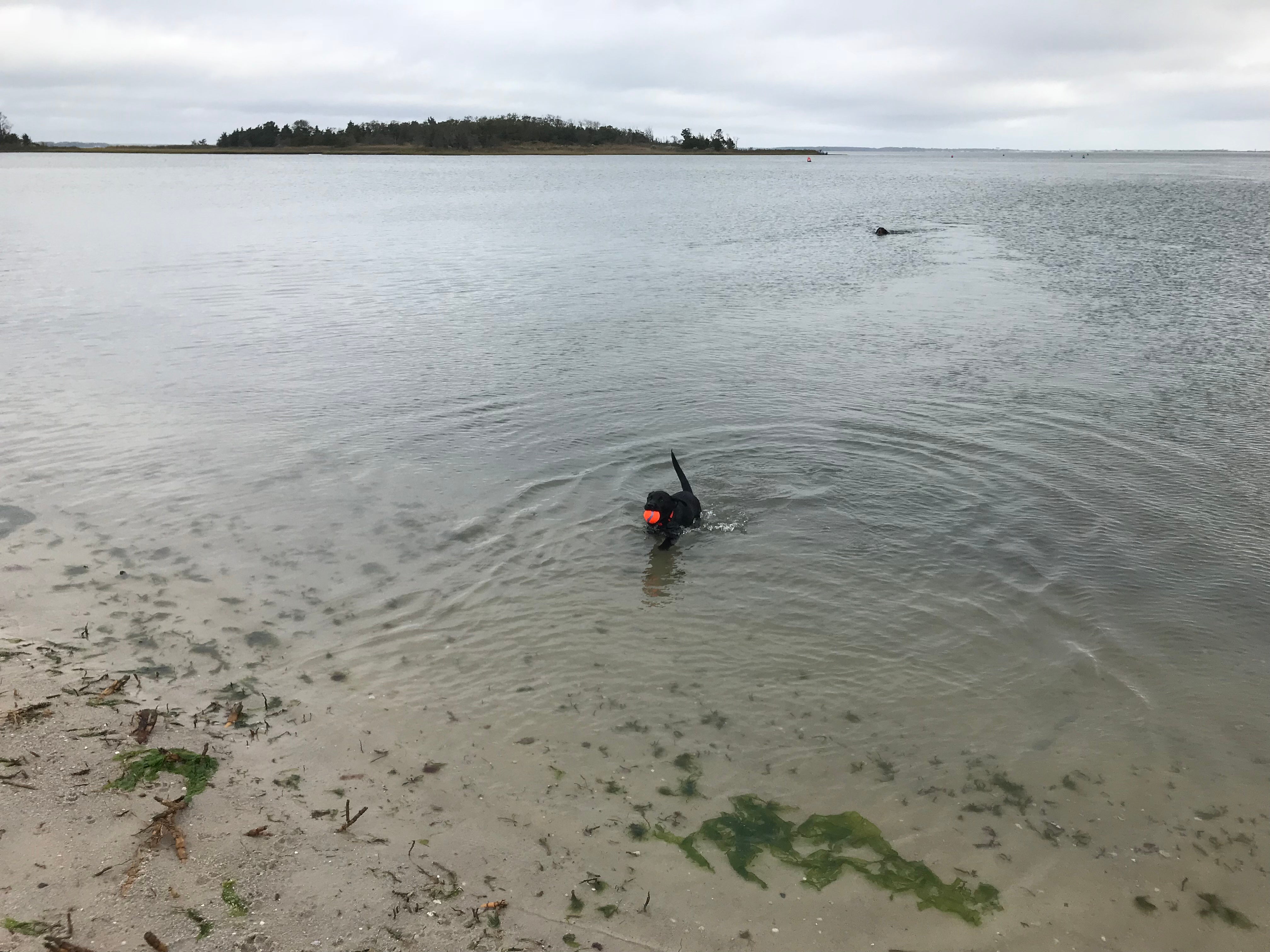 Our puppy learning to swim at the dog beach Sept 2017