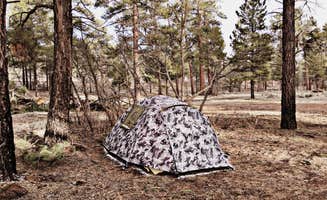 Chanel C.'s photo at Forest Service Road 328 Dispersed near Grand Canyon National Park