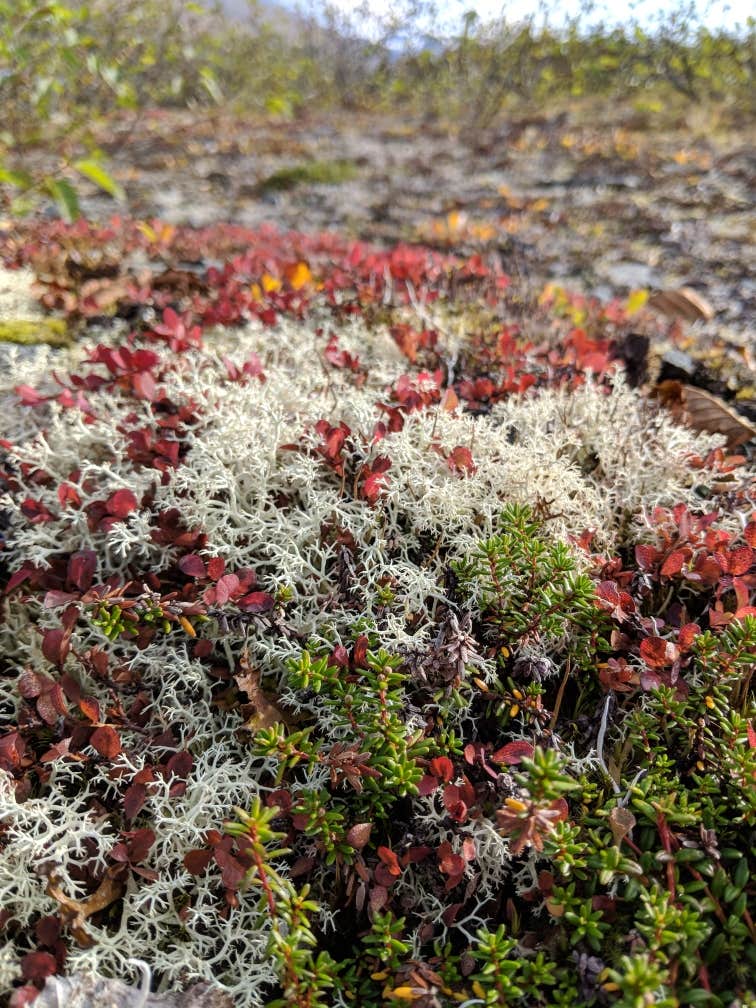 Camper-submitted photo at Blueberry Lake State Recreation Site near Valdez, AK