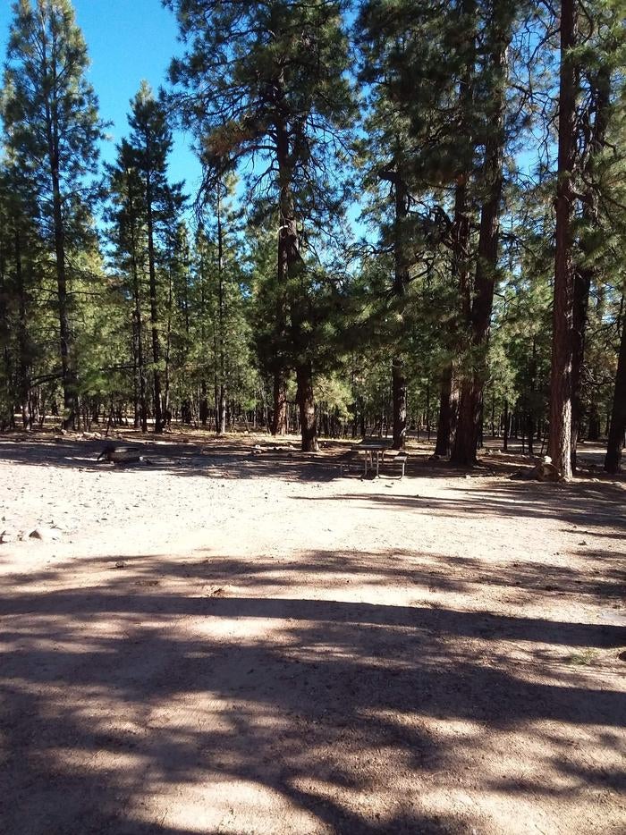 Camper submitted image from Black Canyon Rim Campground (apache-sitgreaves National Forest, Az) - 3
