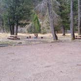 Review photo of Aspen Grove Group Use Area (helena-lewis and Clark Nf, Mt) by Dexter I., April 6, 2019