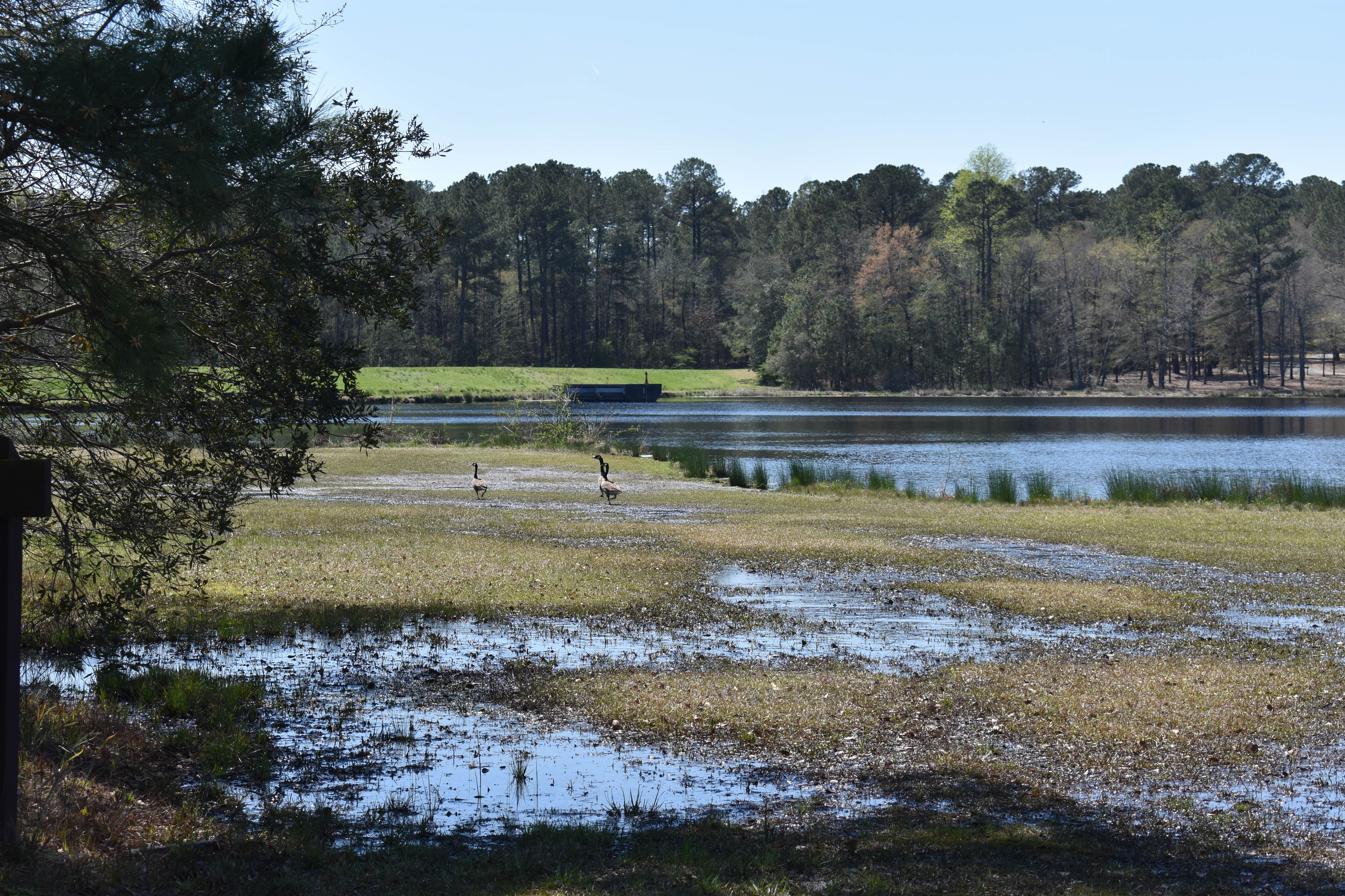 Expect to see and hear plenty of geese throughout the day and night.