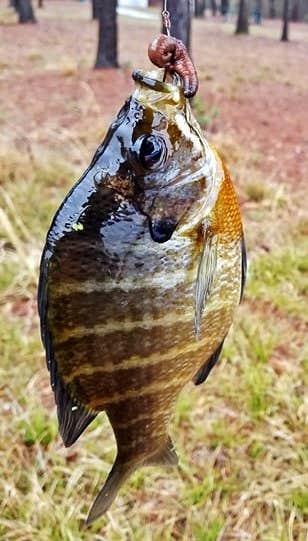 This is just one of the six fish I caught in three days of sporadic fishing.  The amount of time fishing was really minimal since I also wanted to kayak, hike, and lounge around.