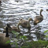 Review photo of Trap Pond State Park Campground by Ella P., April 6, 2019