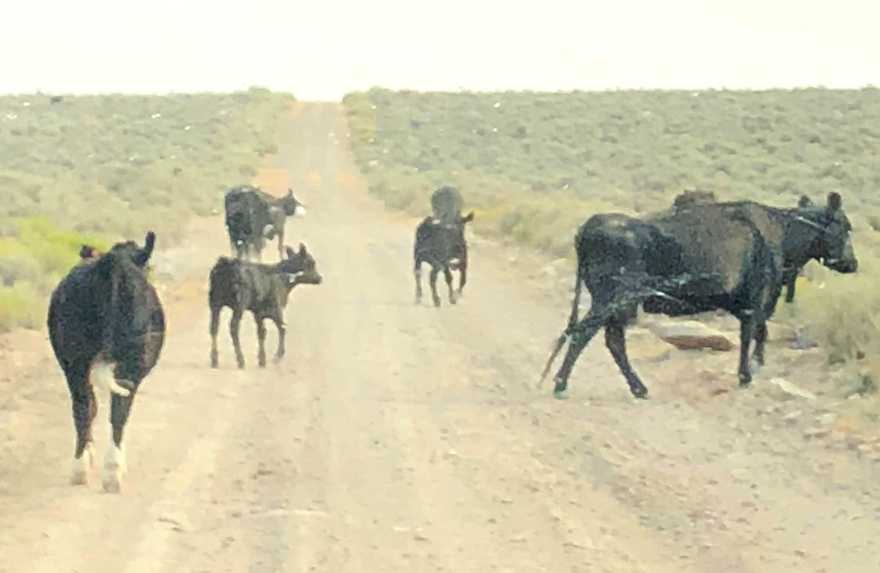 Animals
