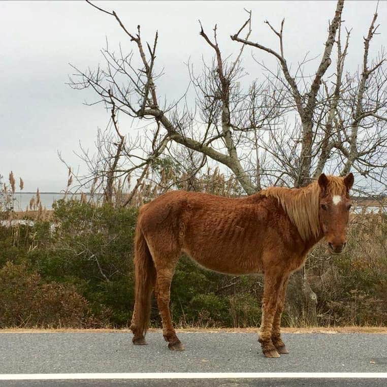Ella P.'s photo of camping with a horse at Bayside Assateague Campground — Assateague Island National Seashore near Fenwick Island, DE