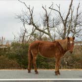 Review photo of Bayside Assateague Campground — Assateague Island National Seashore by Ella P., April 7, 2019