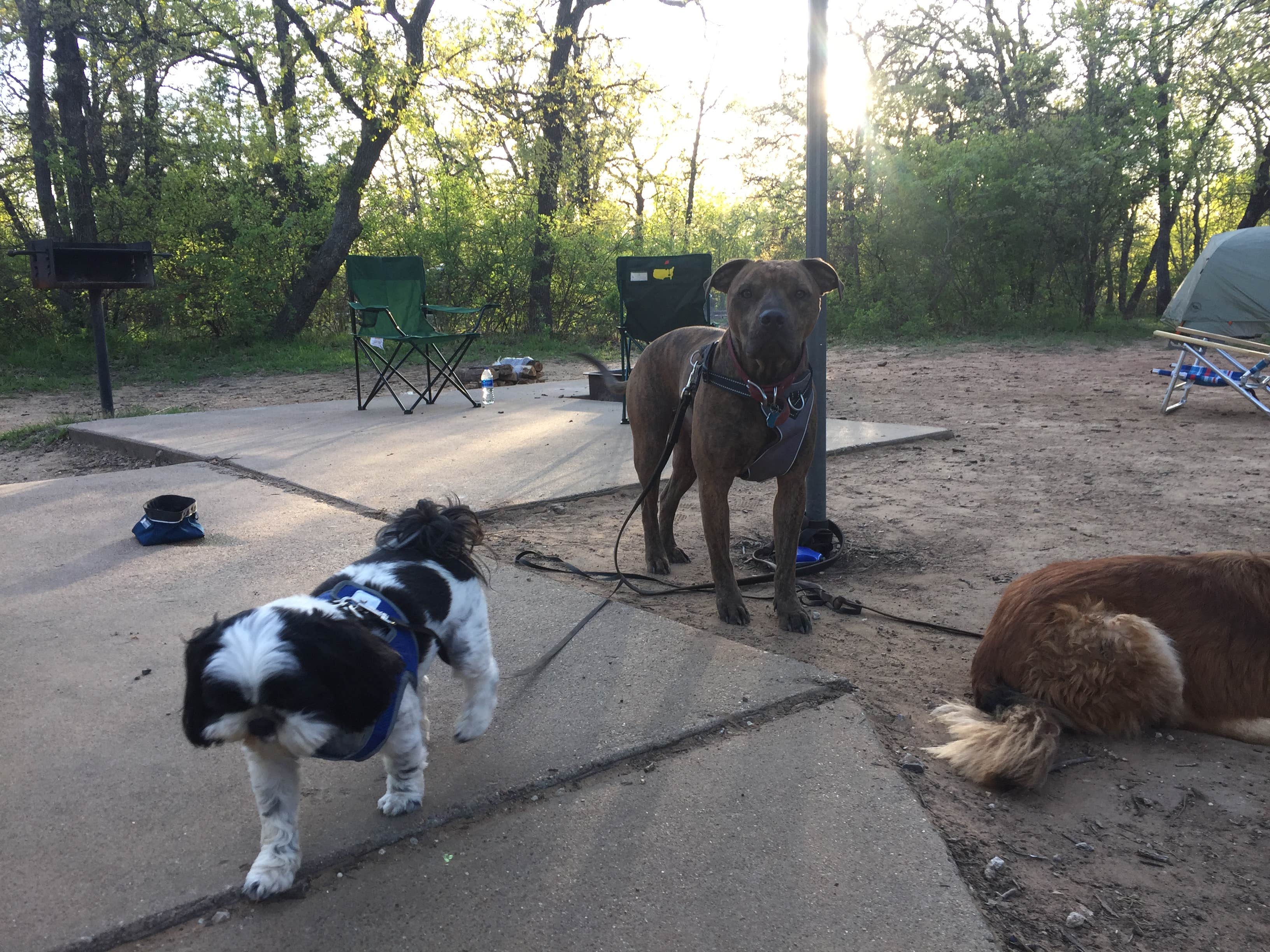 Camper submitted image from Cross Timbers — Lake Mineral Wells State Park - 4