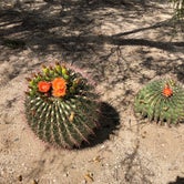 Review photo of Catalina State Park Campground by Jen H., April 9, 2019