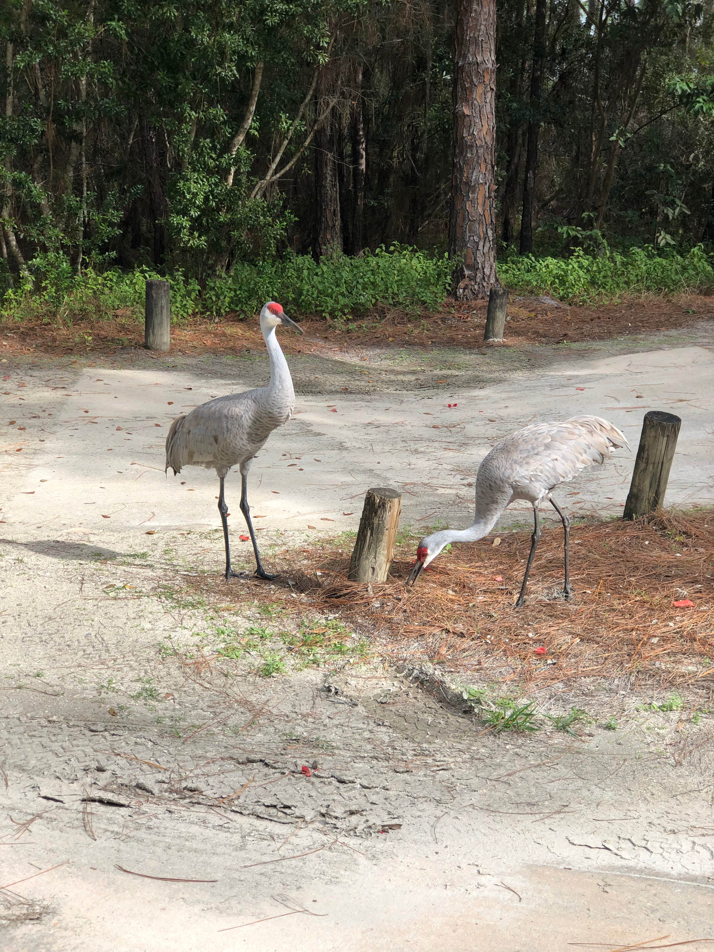 Camper submitted image from Moss Park Campground - 2