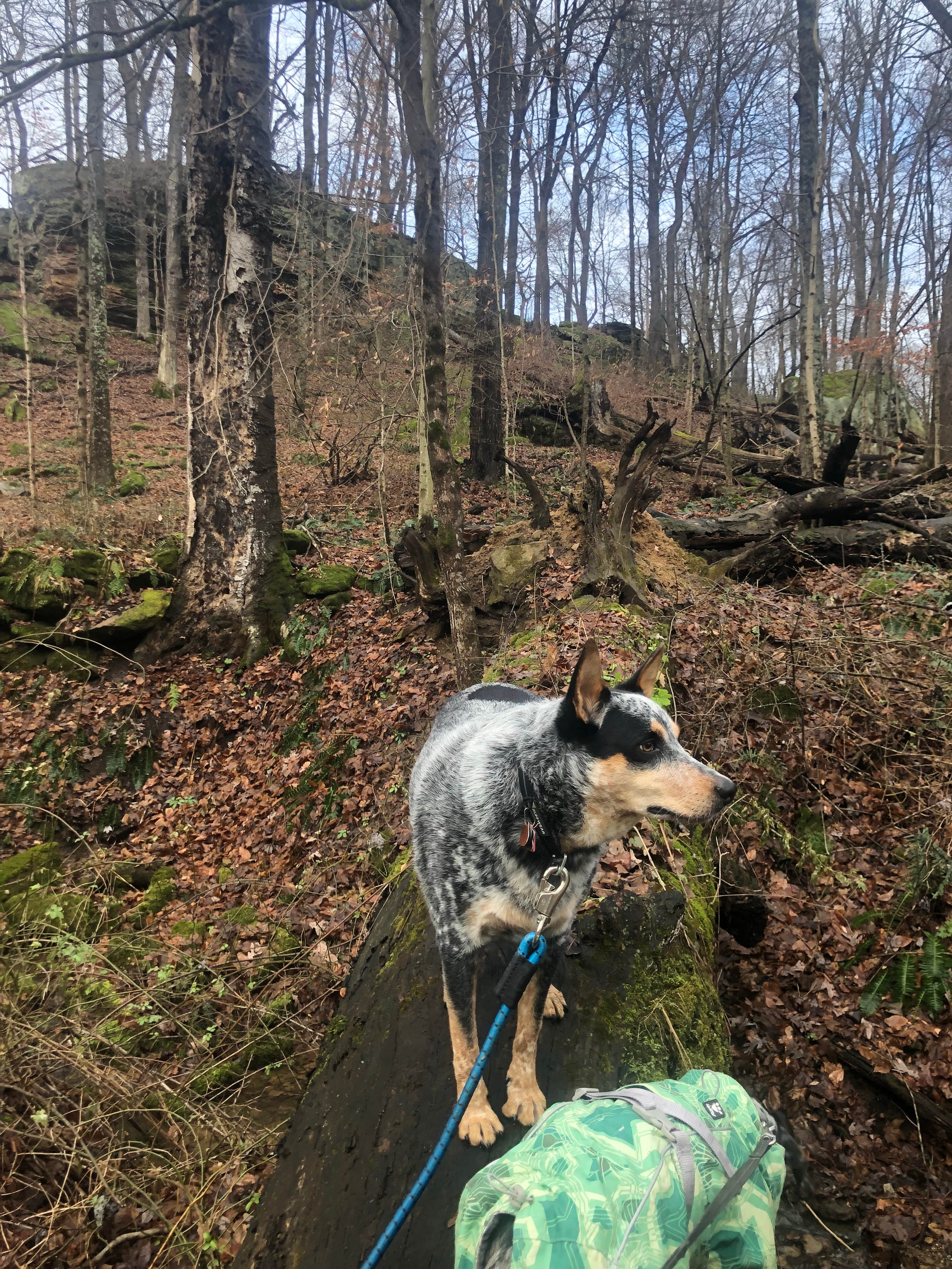 Shelly S.'s photo of camping with pets at Malabar Farm State Park Campground near Johnstown, OH