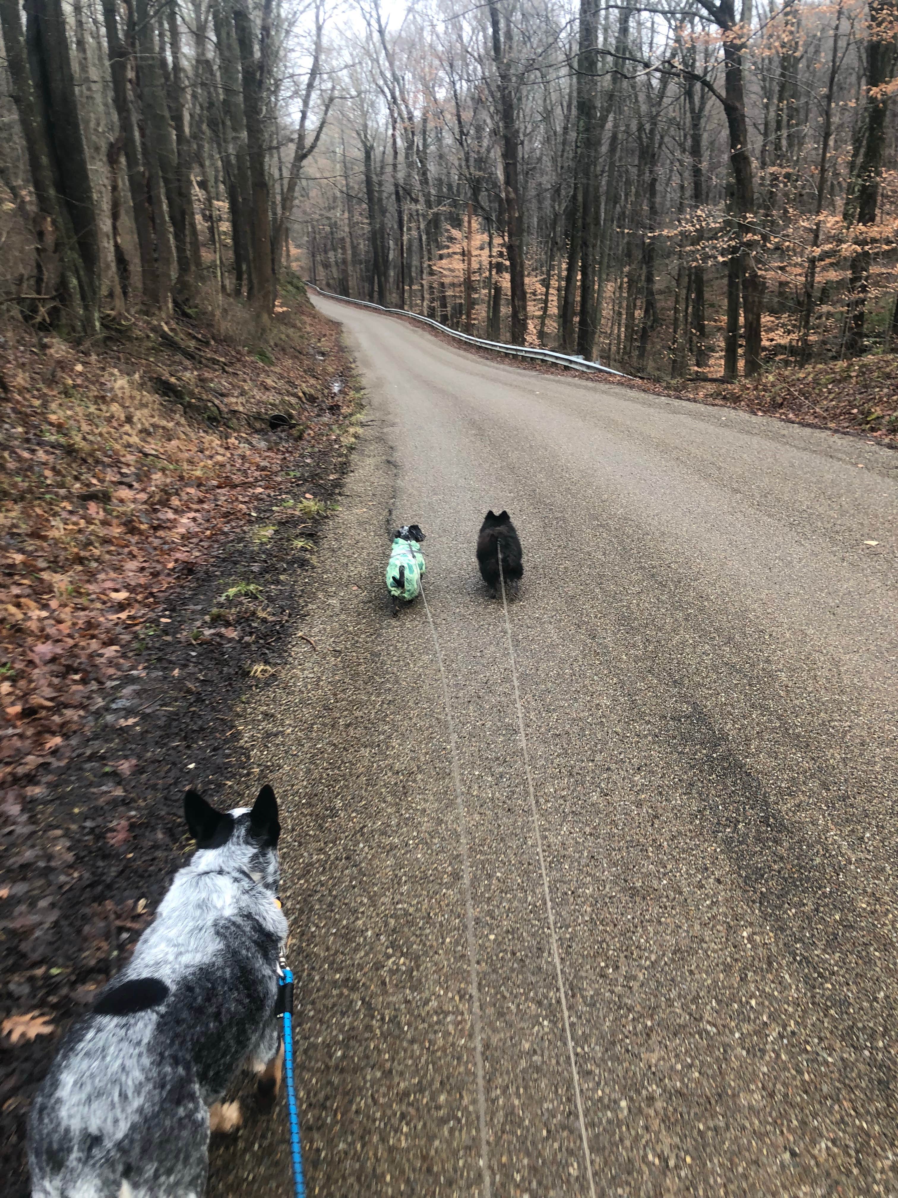Shelly S.'s photo of camping with pets at Malabar Farm State Park Campground near Marion, OH