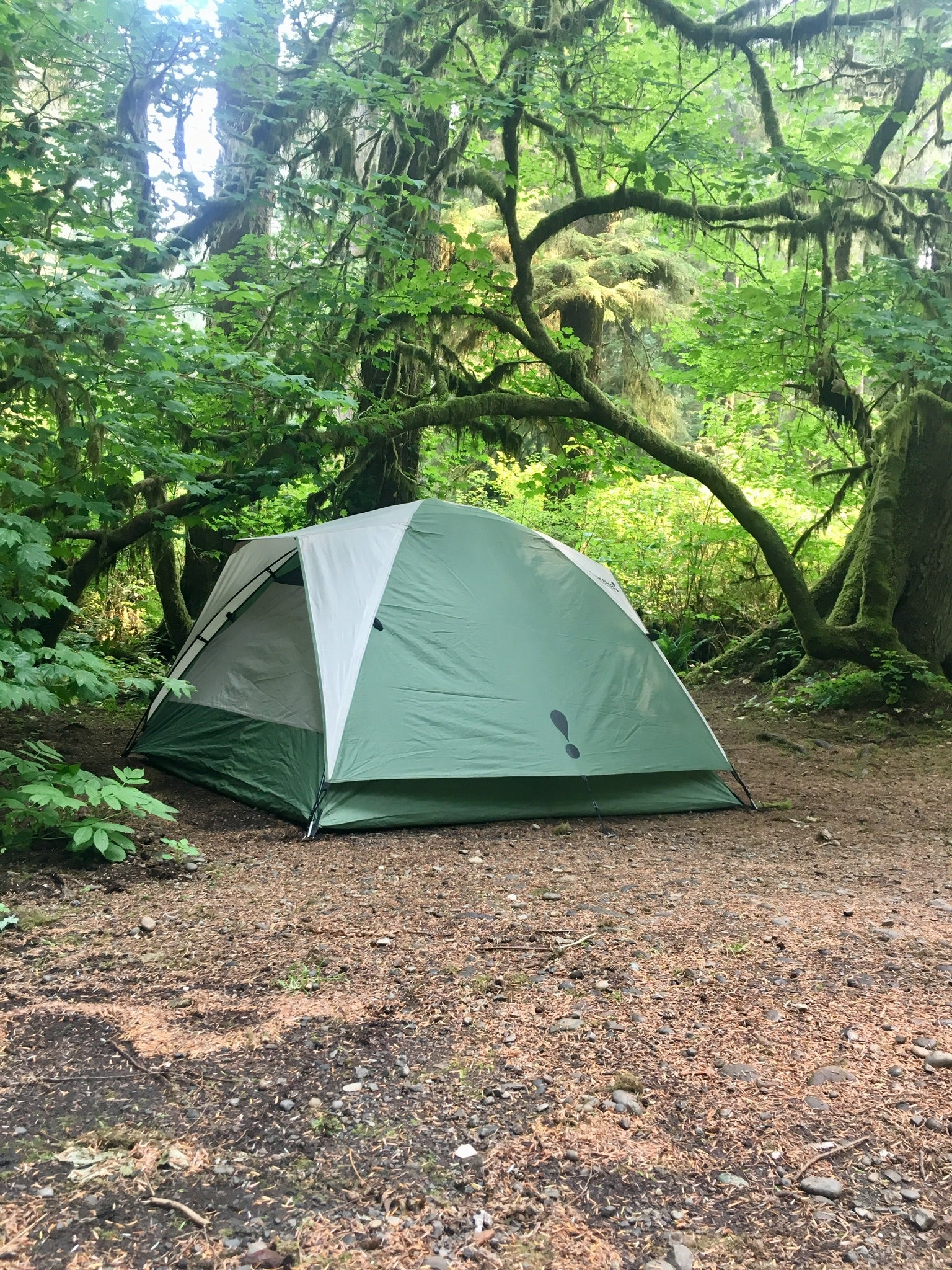 Good tent spot nestled in the trees