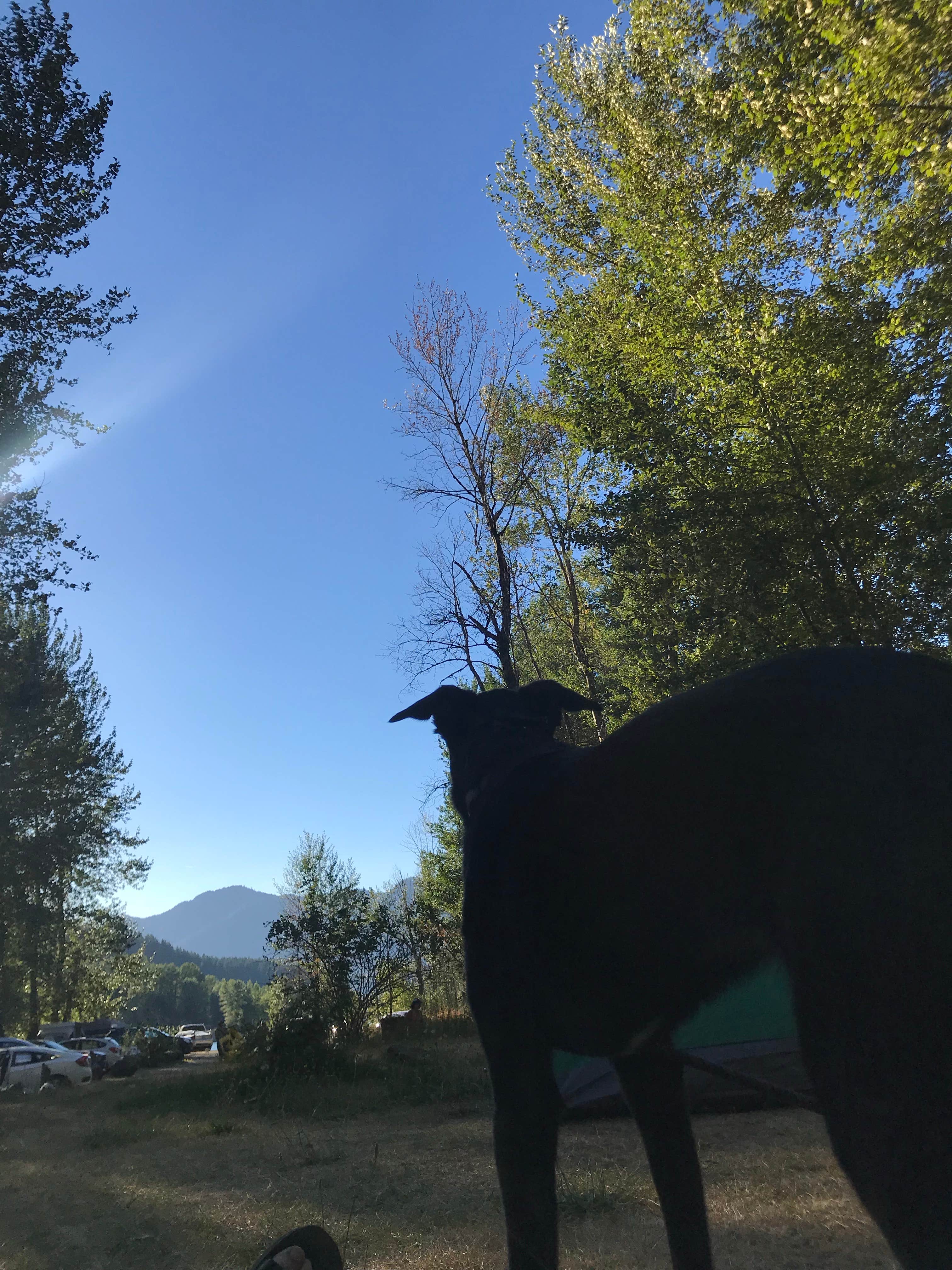 Tzvi Y.'s photo of camping with pets at Santiam Flats Campground near Mehama, OR