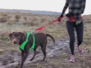 Sasha W.'s photo of camping with pets at Cleator Bend near Idanha, OR