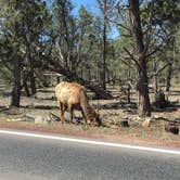Review photo of Mather Campground — Grand Canyon National Park by Kayla R., April 10, 2019