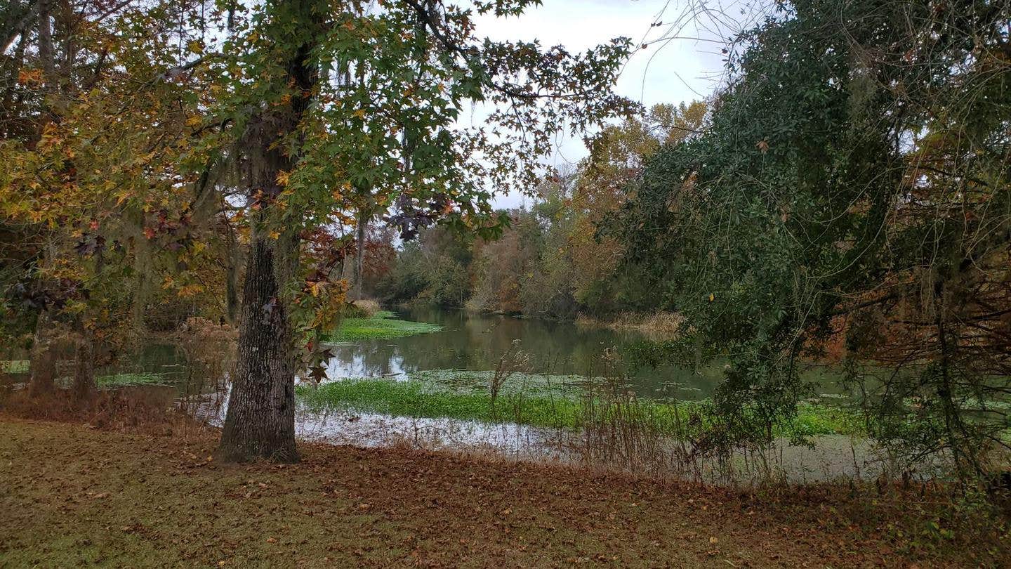 Camper submitted image from Hales Landing Park — Lake Seminole - 2