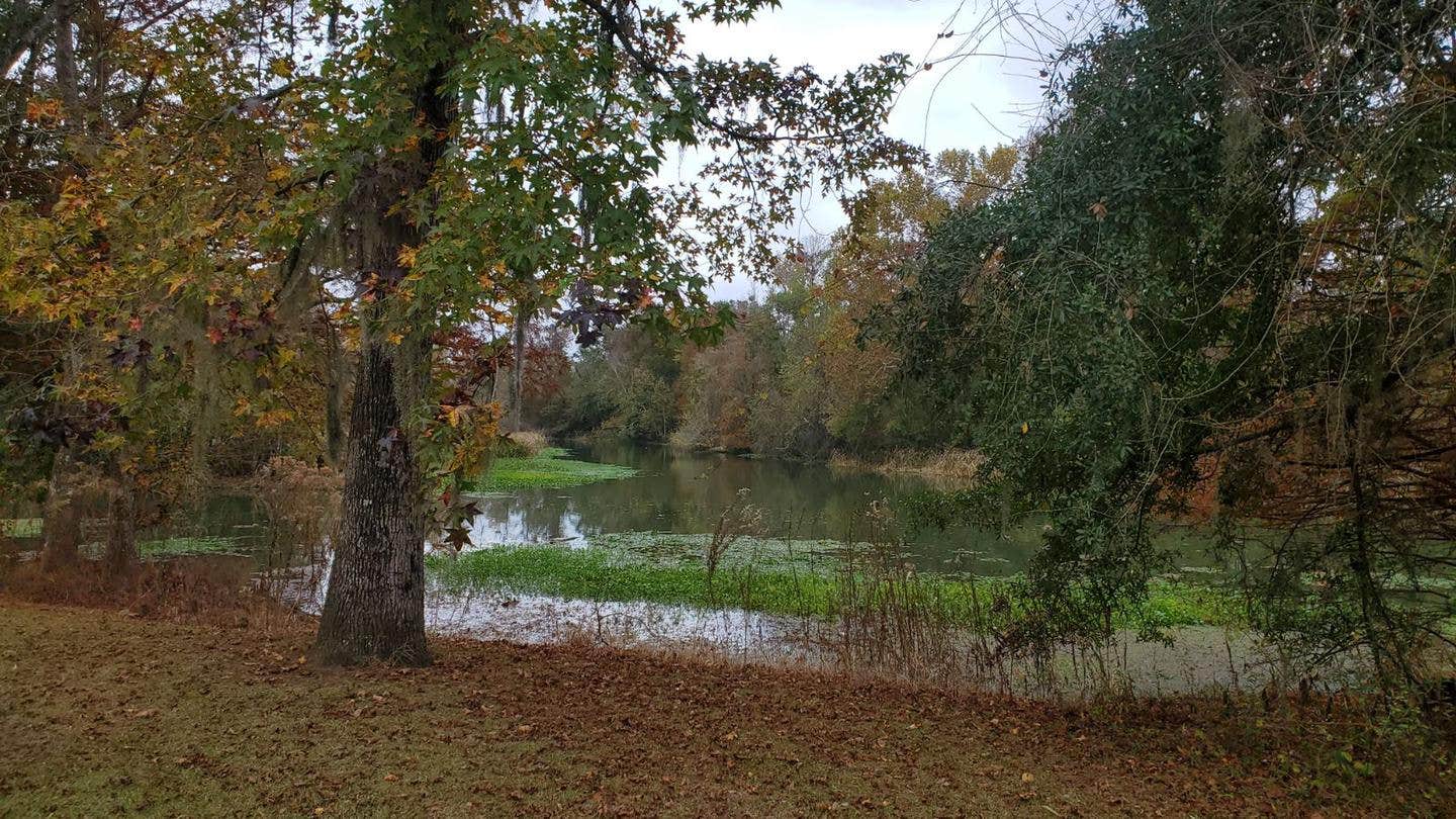 Camper submitted image from Hales Landing Park — Lake Seminole (FCFS) - 2