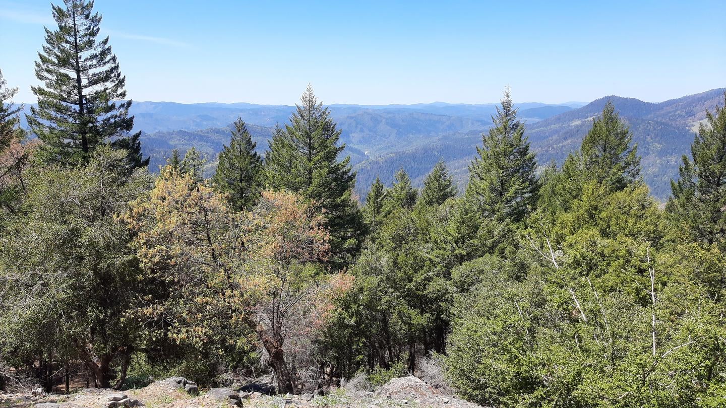 Camper submitted image from Pine Mountain Lookout - 4