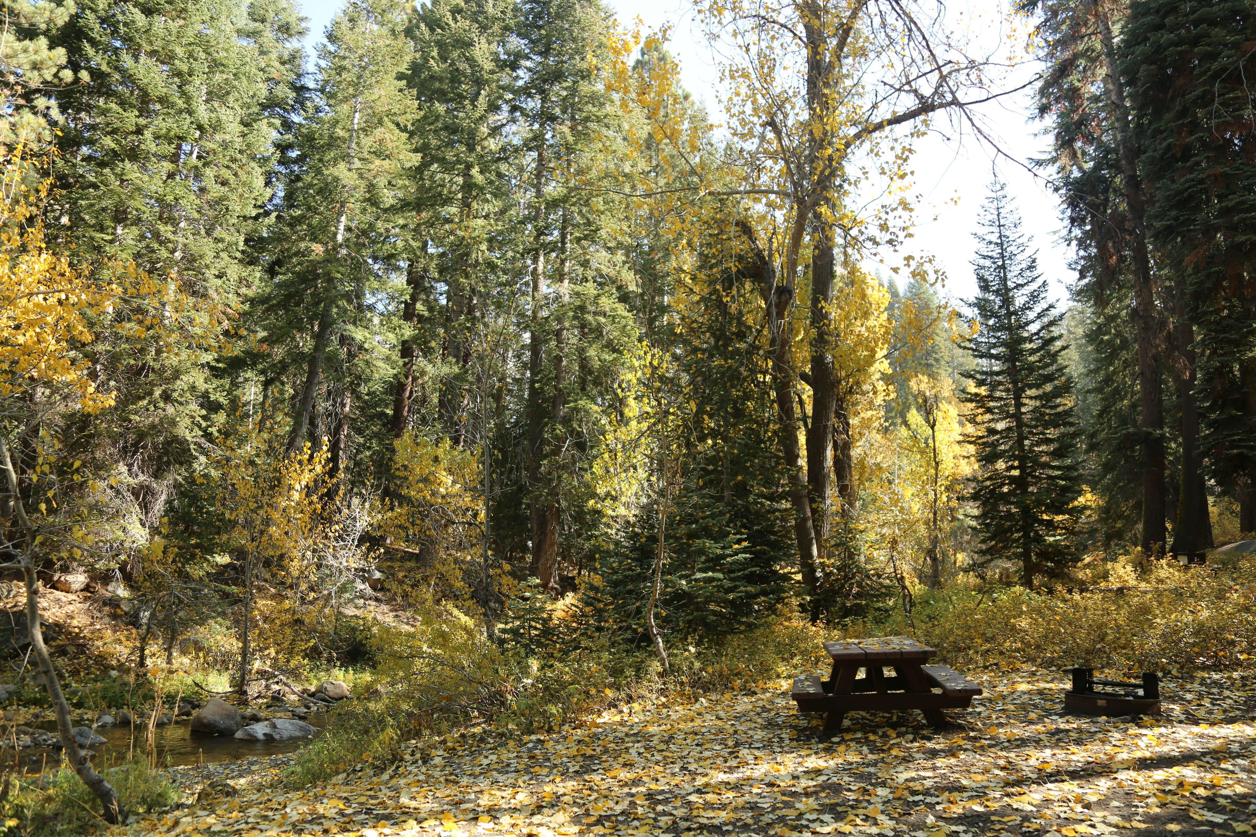 Camper submitted image from Cold Springs Campground — Sequoia National Park - 1