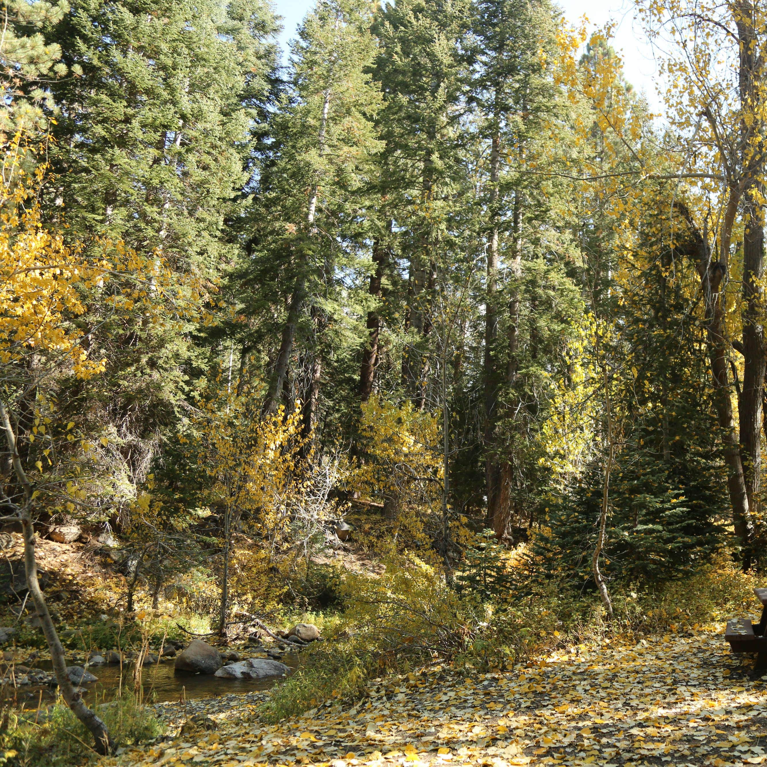 Cold Springs Campground — Sequoia National Park
