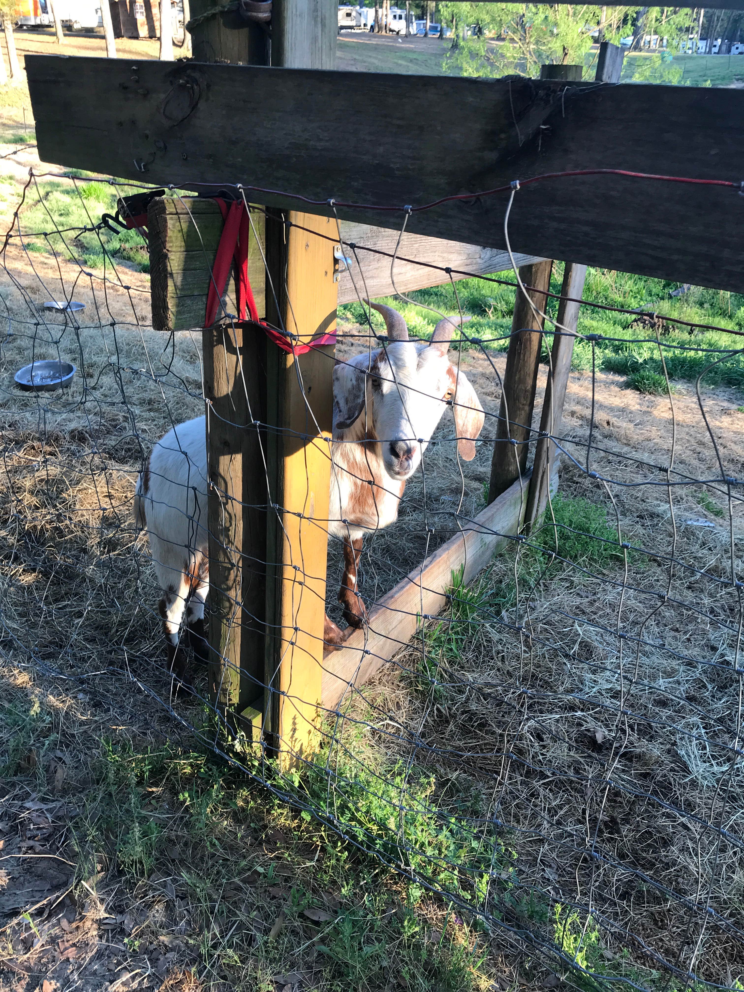 Kelsey G.'s photo of camping with pets at Fair Harbor RV Park near Warner Robins, GA