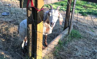 Kelsey G.'s photo of camping with pets at Fair Harbor RV Park near Centerville, GA