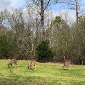 Review photo of Monte Sano State Park Campground by Collin D., April 11, 2019