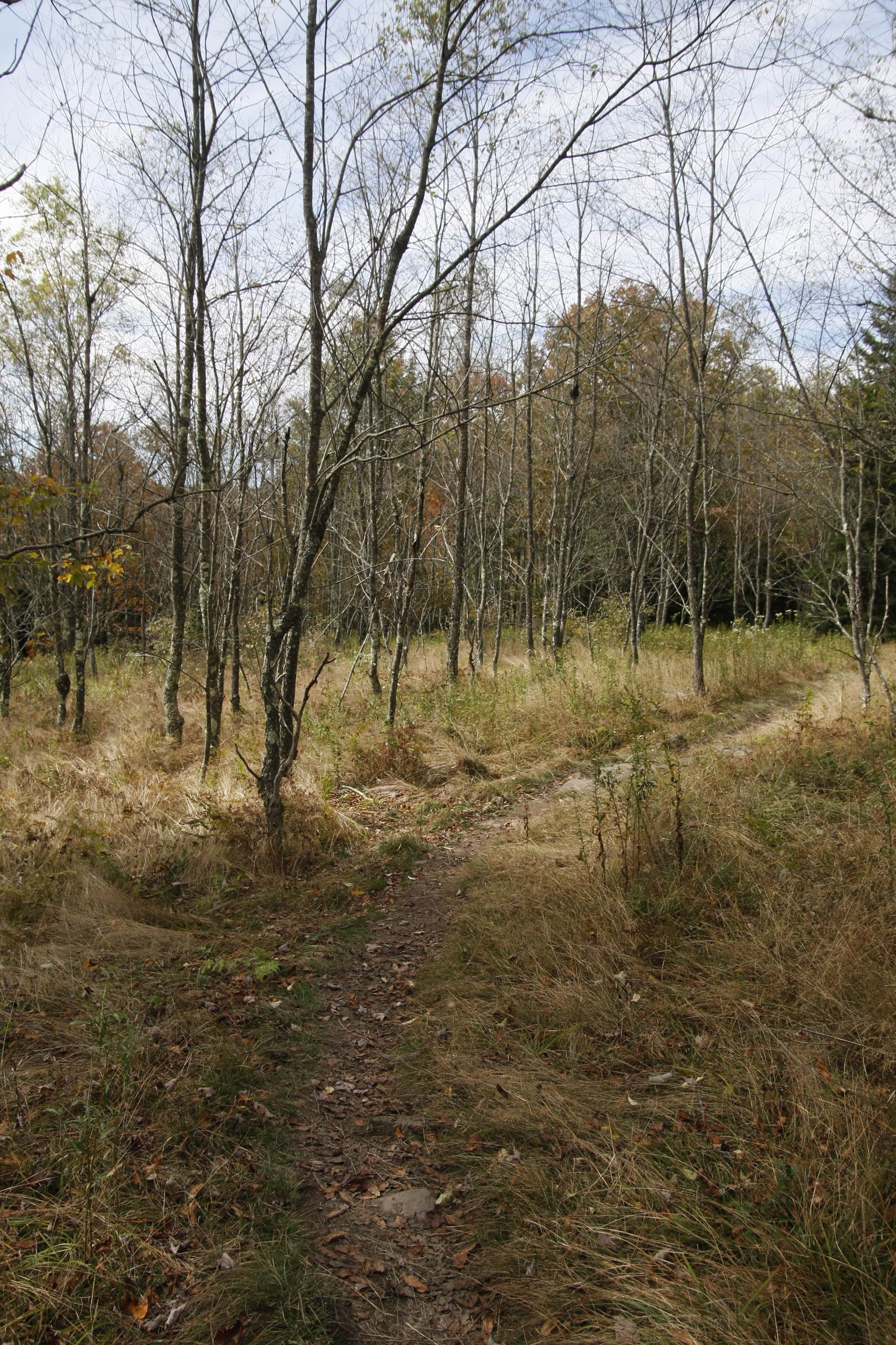 Camper submitted image from Red Creek Campground - 3