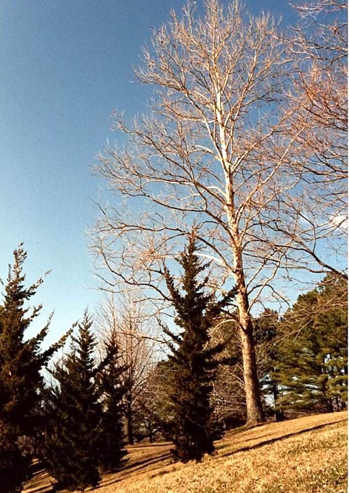 Camper-submitted photo at Fort Kaskaskia State Park Campground near Perryville, MO