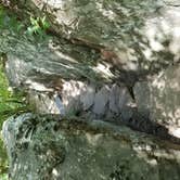Review photo of Petit Jean State Park — Petit Jean State Park by Cat R., April 11, 2019