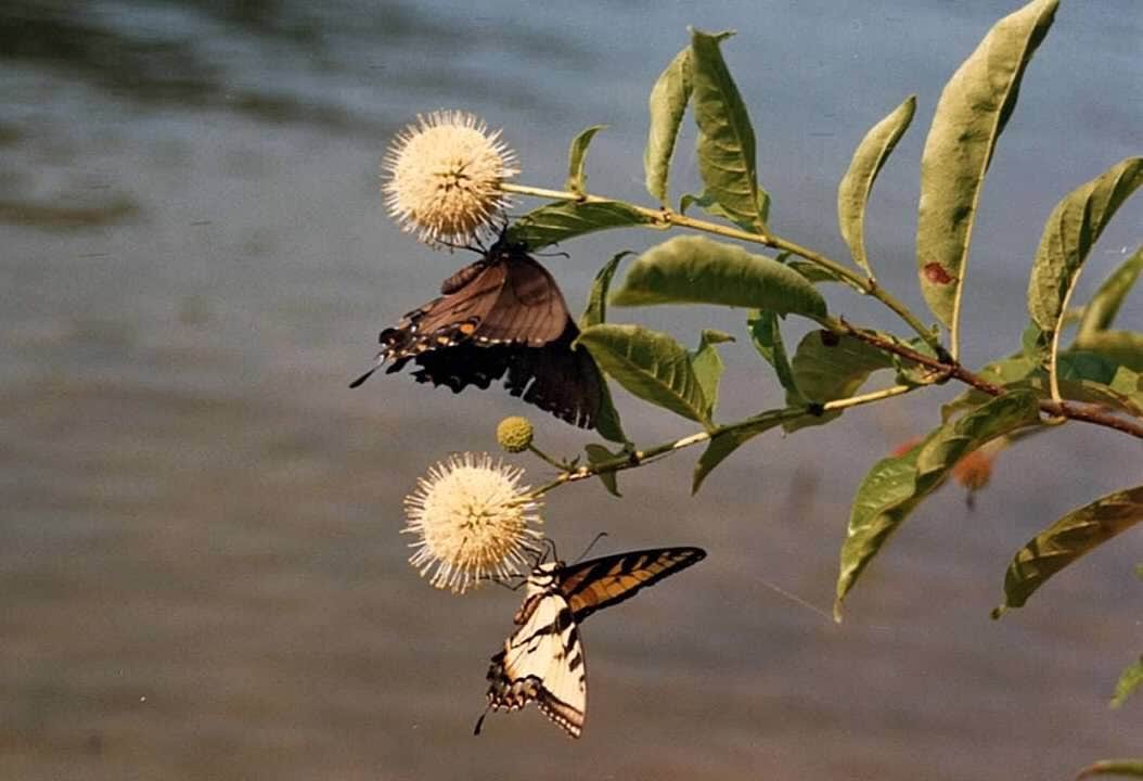 Camper submitted image from Randolph County State Recreation Area - 5