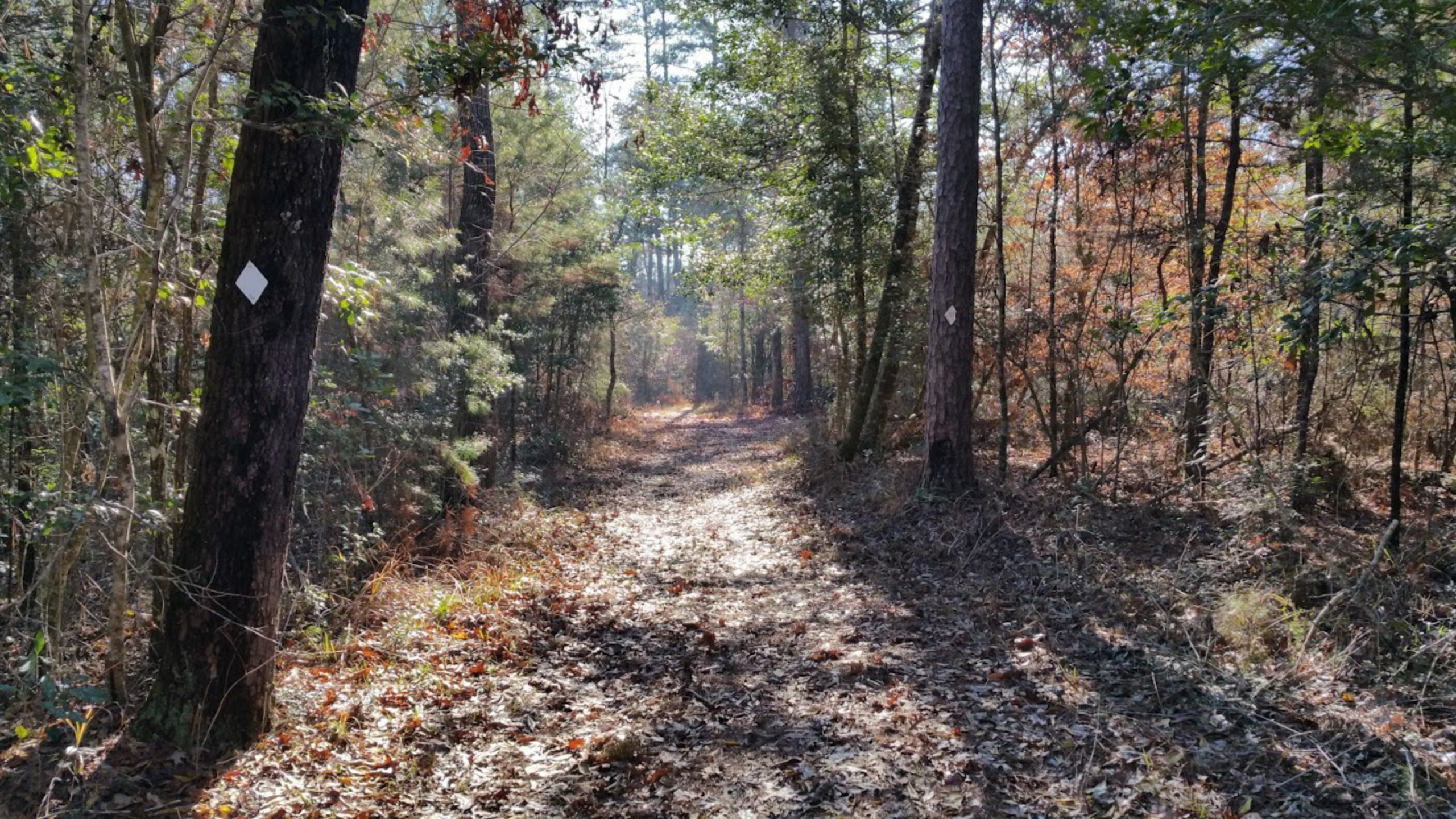 Camper submitted image from Little Black Creek Campground - 1