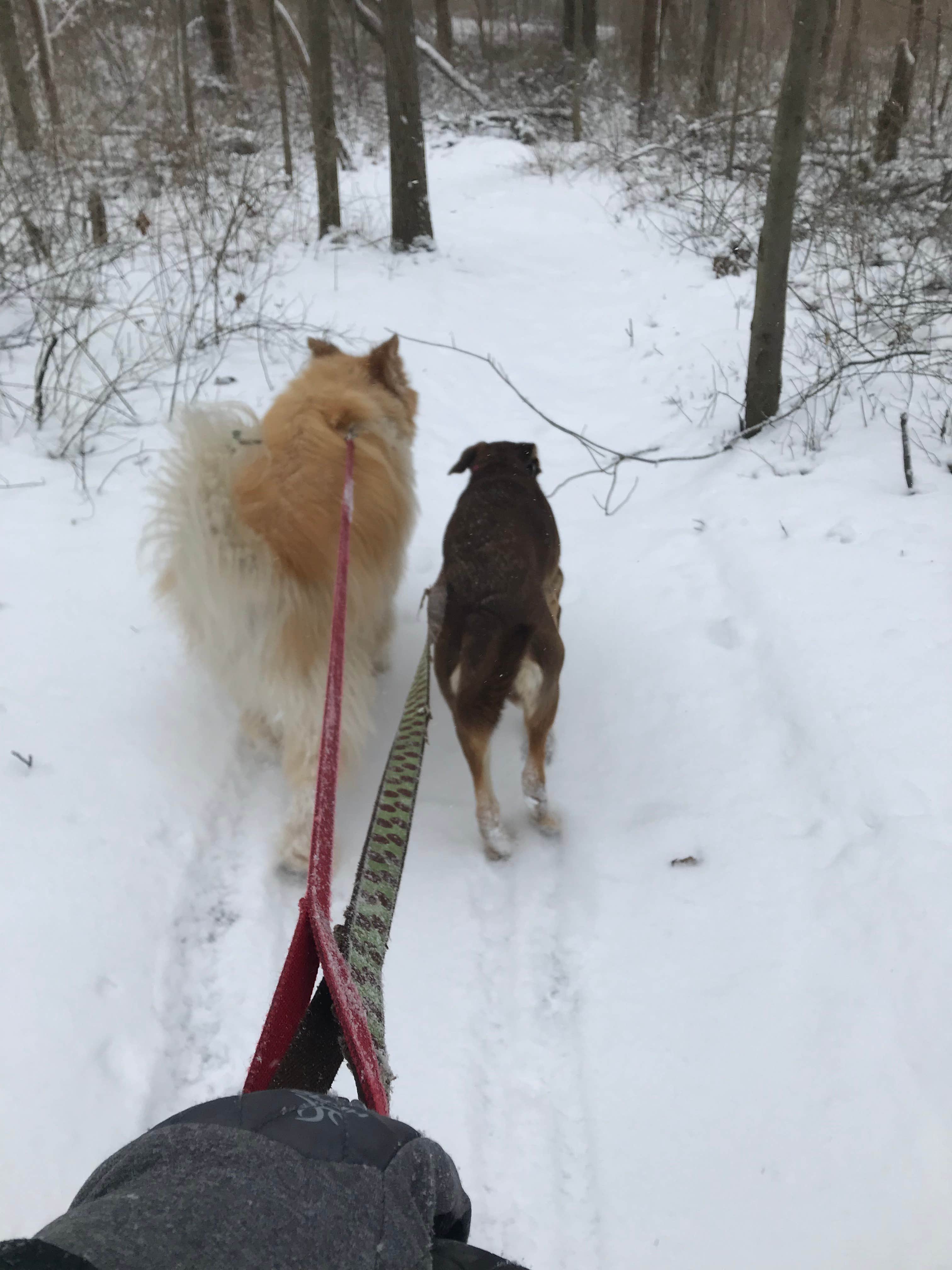 Jessica R.'s photo of camping with pets at Deep Lake Rustic Campground — Yankee Springs Recreation Area - TEMPORARILY CLOSED IN 2024 near Pewamo, MI