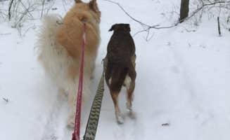 Jessica R.'s photo of camping with pets at Deep Lake Rustic Campground — Yankee Springs Recreation Area - TEMPORARILY CLOSED IN 2024 near Portage, MI