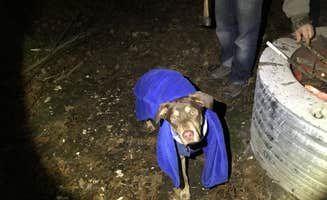 Jessica R.'s photo of camping with pets at Fort Custer Recreation Area near Portage, MI