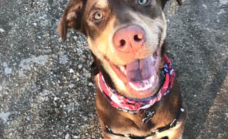 Jessica R.'s photo of camping with pets at Fort Custer Recreation Area near Augusta, MI