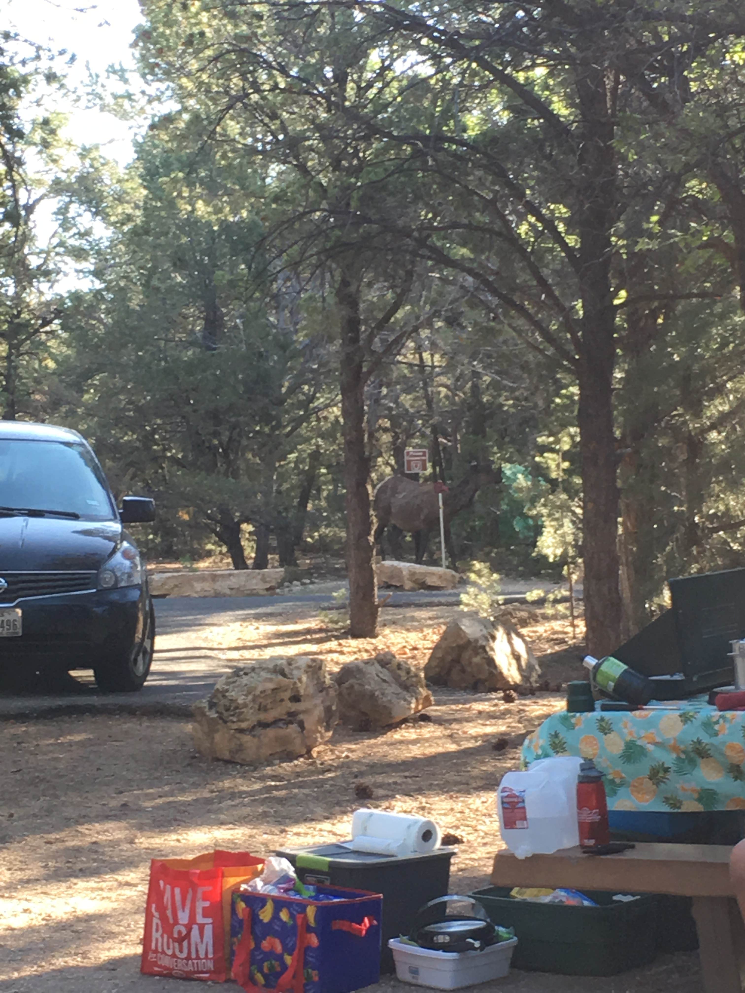Jennifer O.'s photo at Mather Campground — Grand Canyon National Park near Grand Canyon, AZ