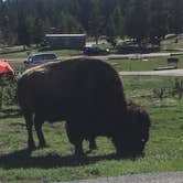 Review photo of Colter Bay Tent Village at Colter Bay Village — Grand Teton National Park by Jennifer O., April 12, 2019