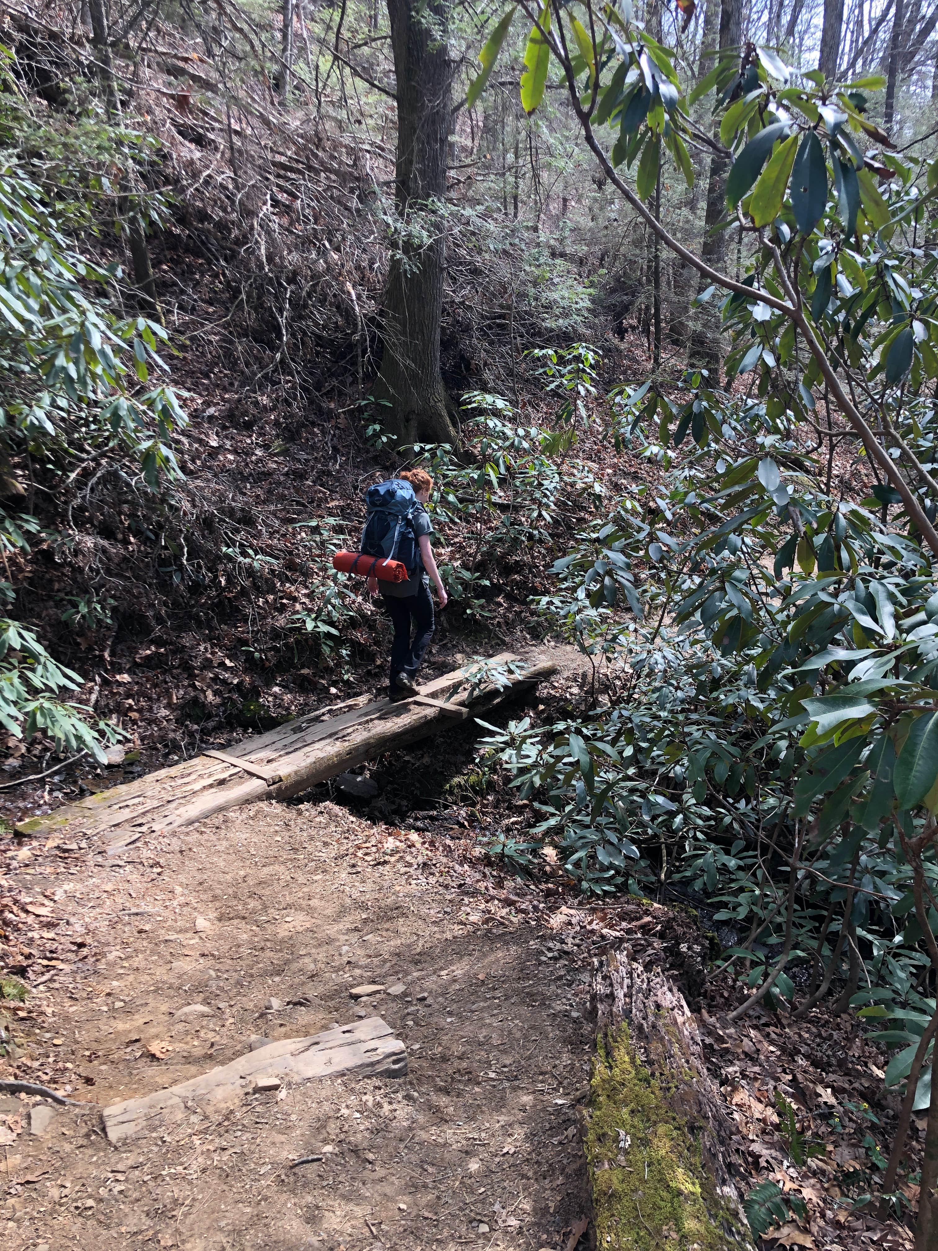 Camper submitted image from Raven Cliff Falls - 4