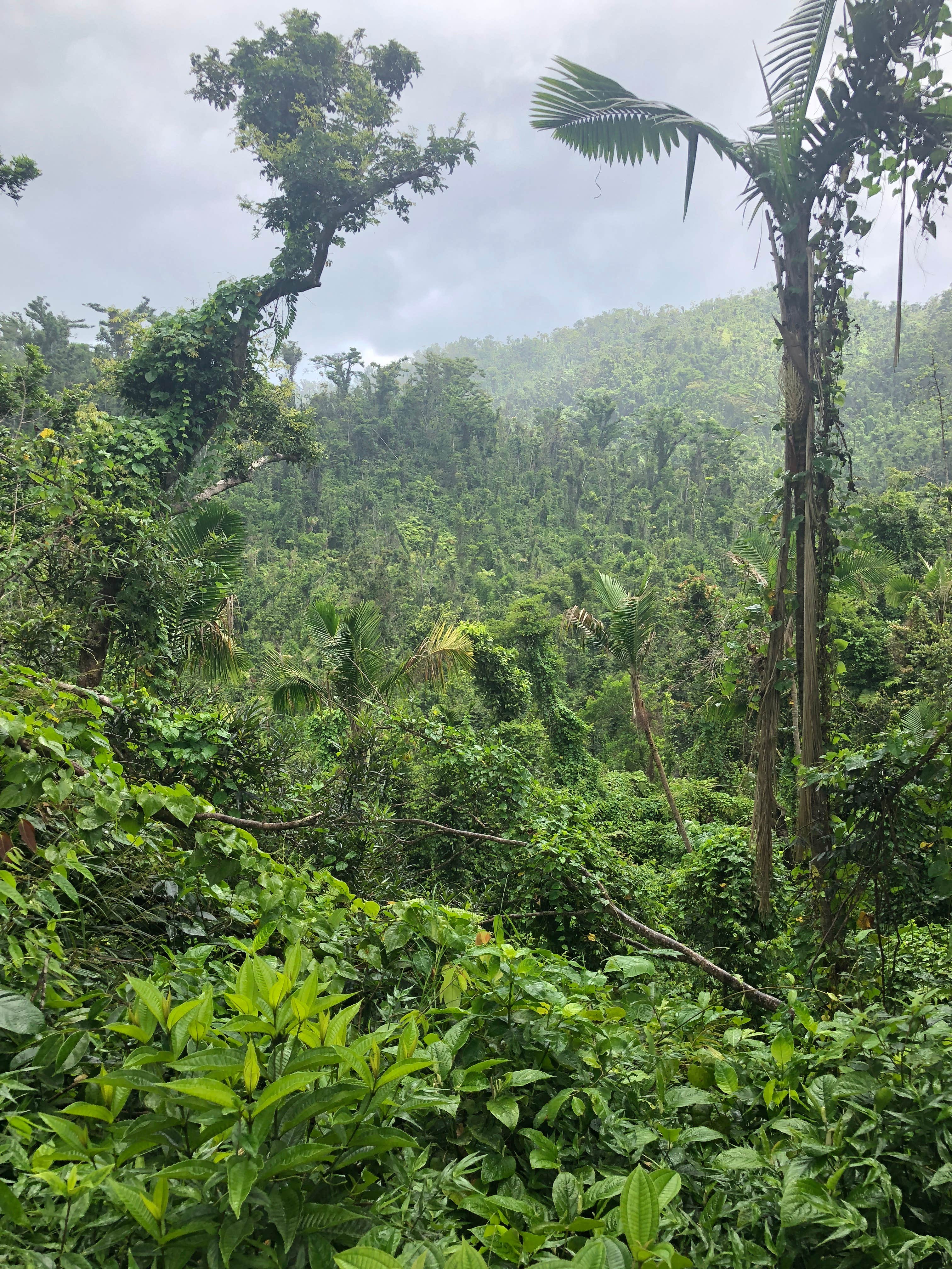 Camper submitted image from El Yunque National Forest Camp Sites - 2